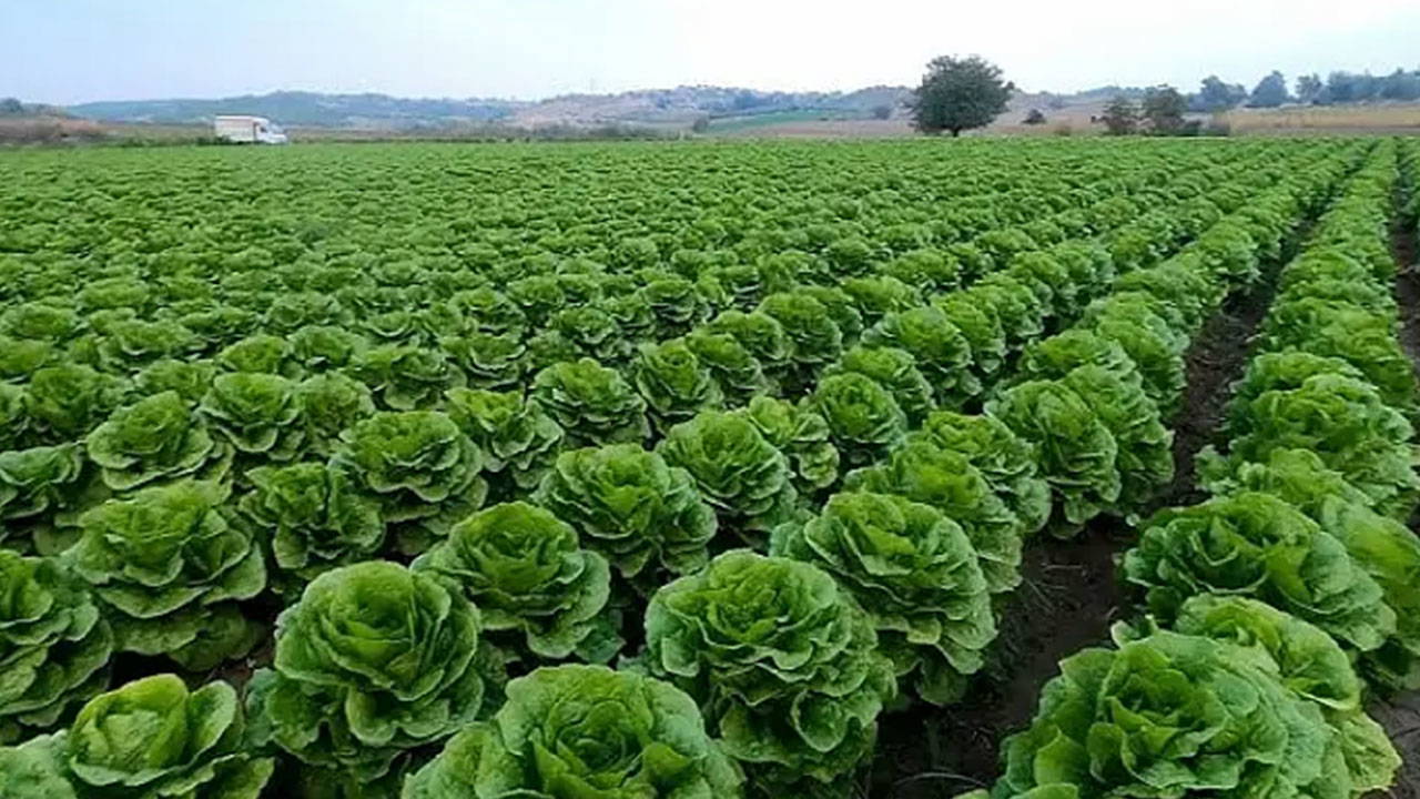 Balıkesir'de çiftçilere marul fidesi desteği!