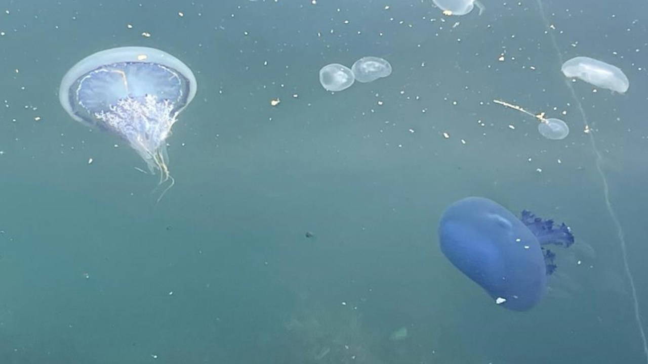 Müsilaj kâbusu yeniden başladı!