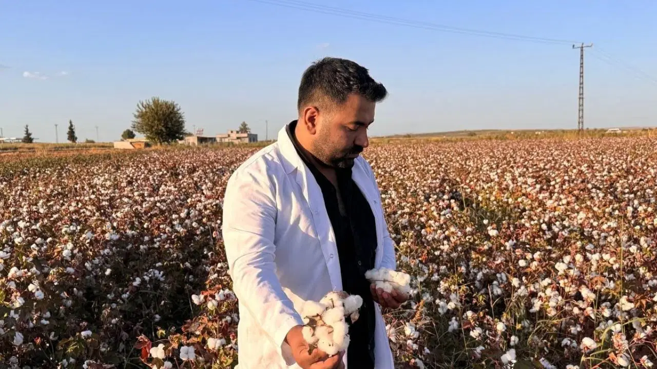 'Beyaz altın'da hasat başladı: 1,5 milyon tonluk rekolte bekleniyor