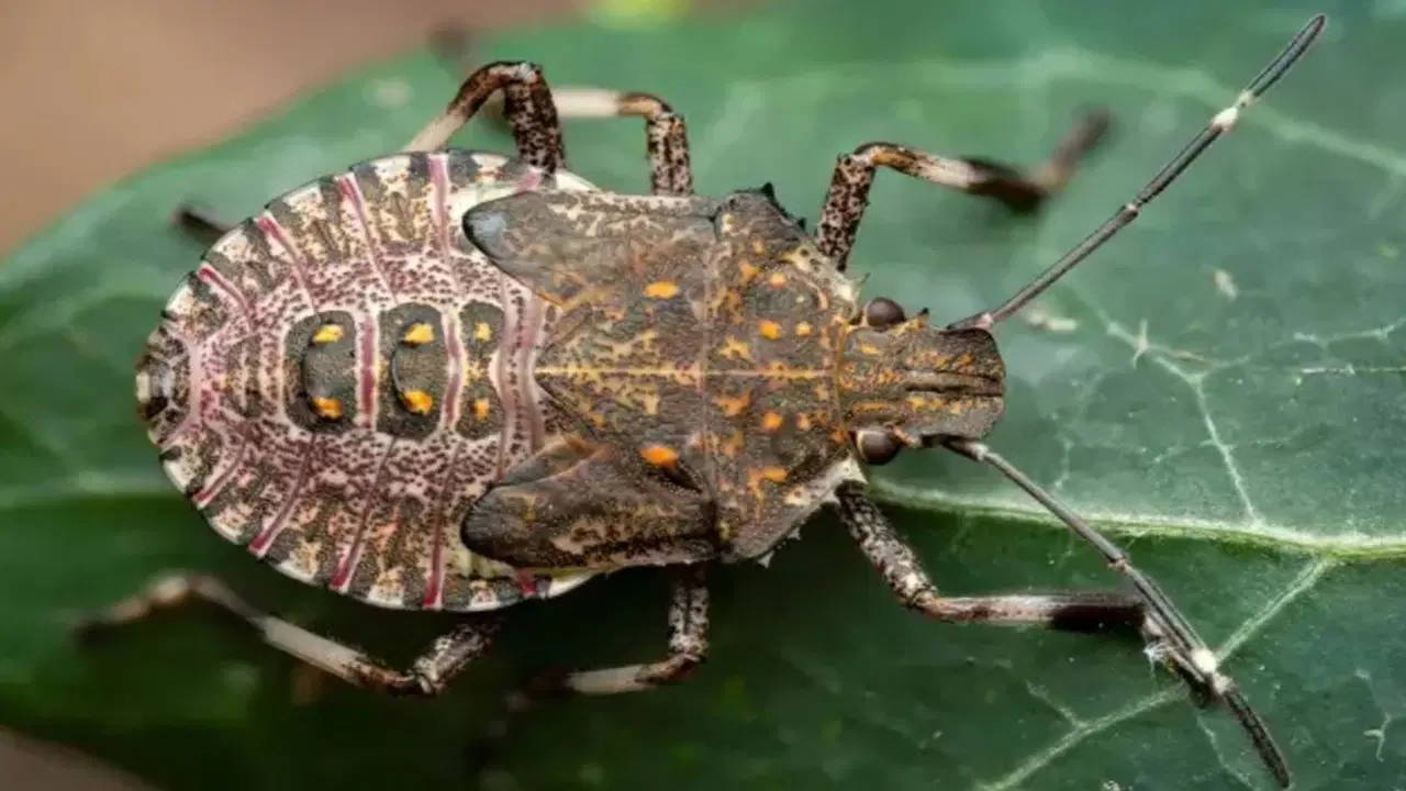 Samsun'da 'kahverengi kokarca' ile mücadele ediliyor