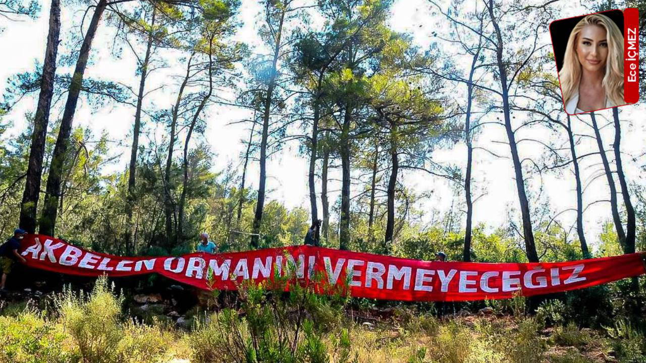 Akbelen’de zeytin kıyımının arkasından AKP'li isim çıktı: 'Bu vahşetin altında imzası var'