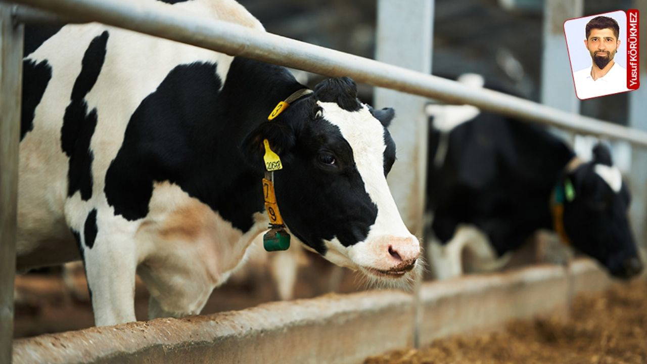 Süt ve et krizi daha derinleşecek