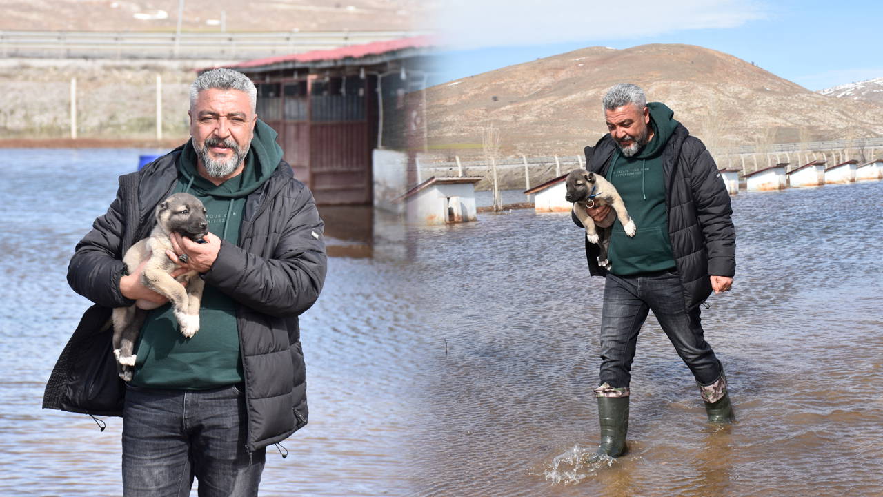 Kangal köpeği çiftliği su altında kaldı: 'Menfezlerden taşan sular araziye geldi'
