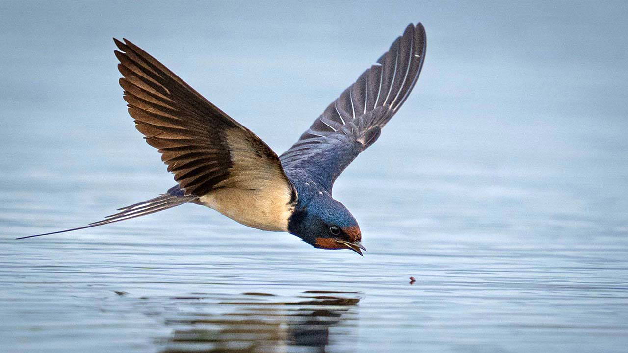 Antalya'da 3 günde 120'nin üzerinde kuş türü gözlemlendi