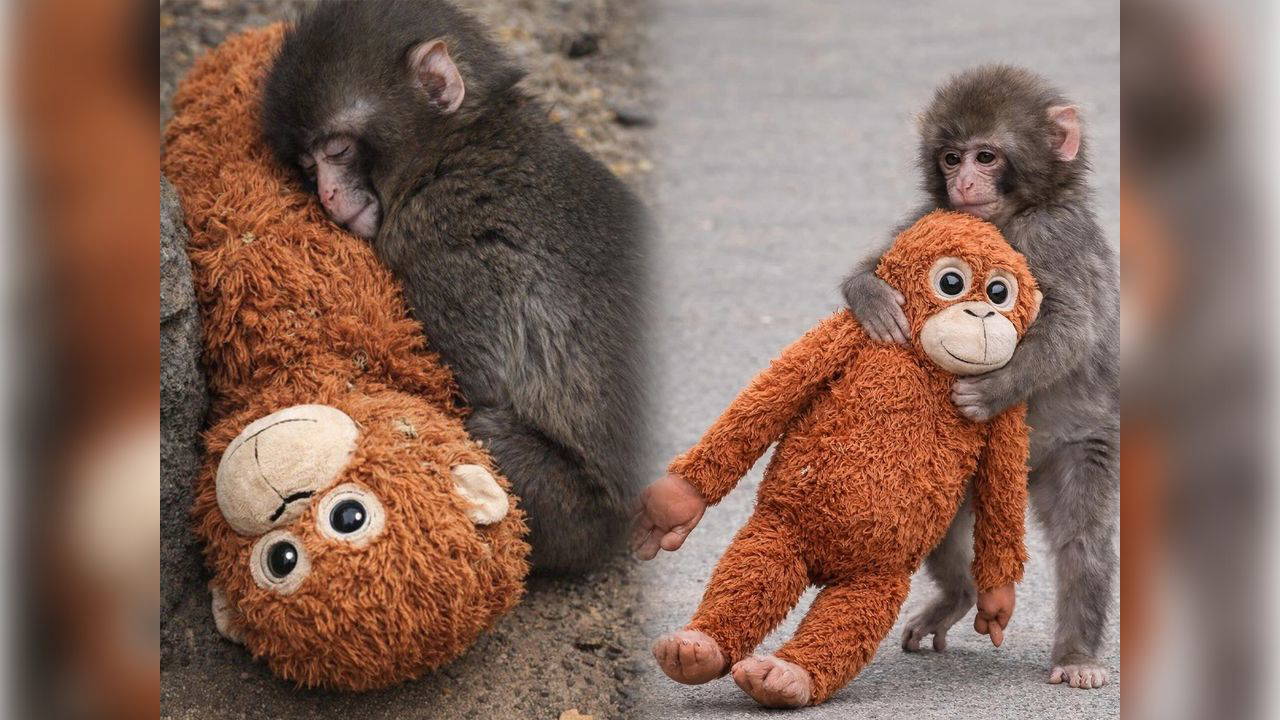 Dünya onu konuşuyor: Terk edilen Punch'ın hikâyesi