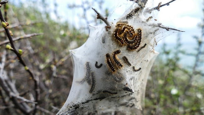 İstanbul'da 'zehirli tırtıl' alarmı