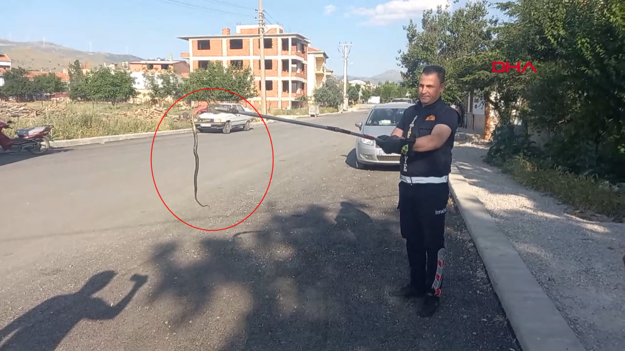  Evin bahçesine giren yılan paniğe neden oldu