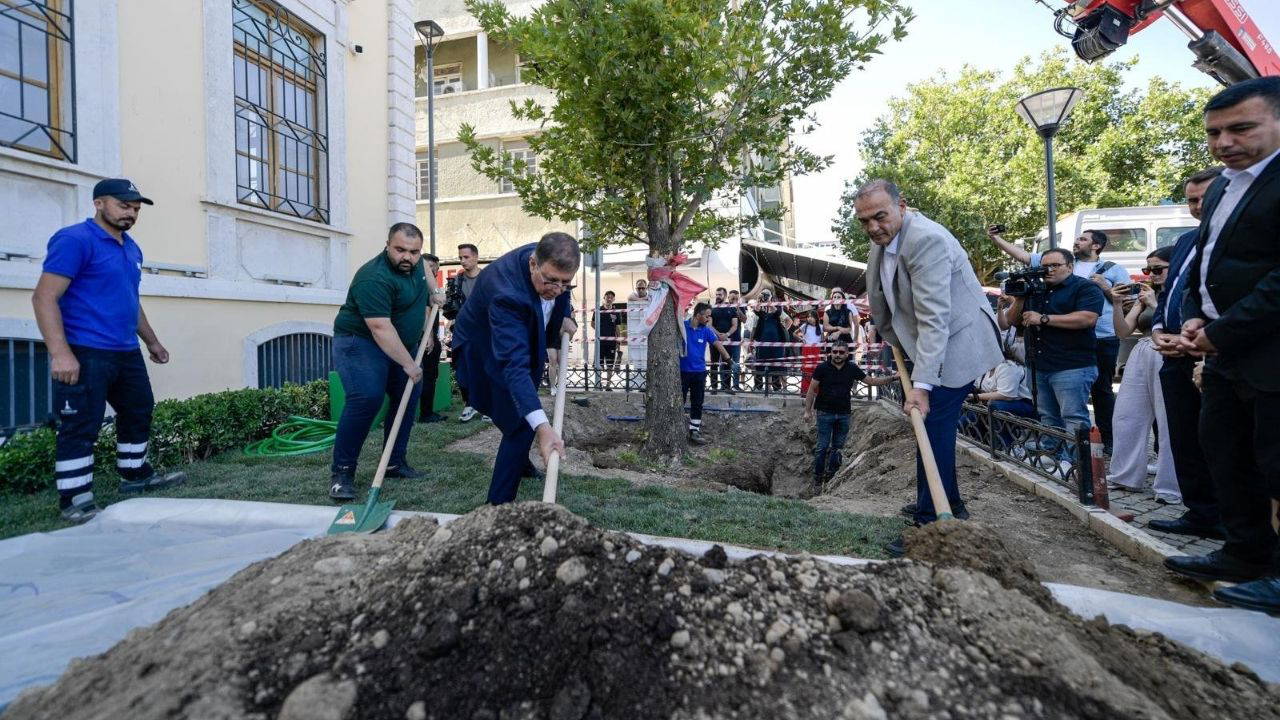 Devrilen çınar ağacı yerine yenisi dikildi