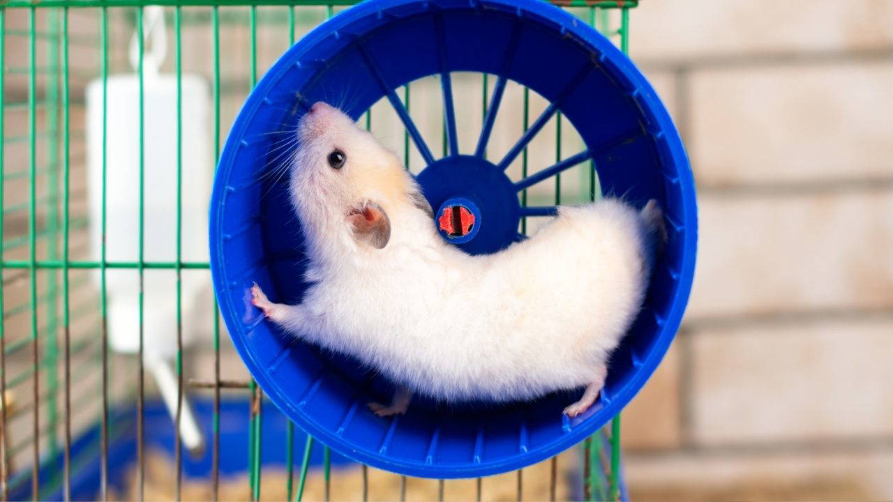 Evcil hayvan sahiplerinin dikkat etmesi gereken 10  püf nokta