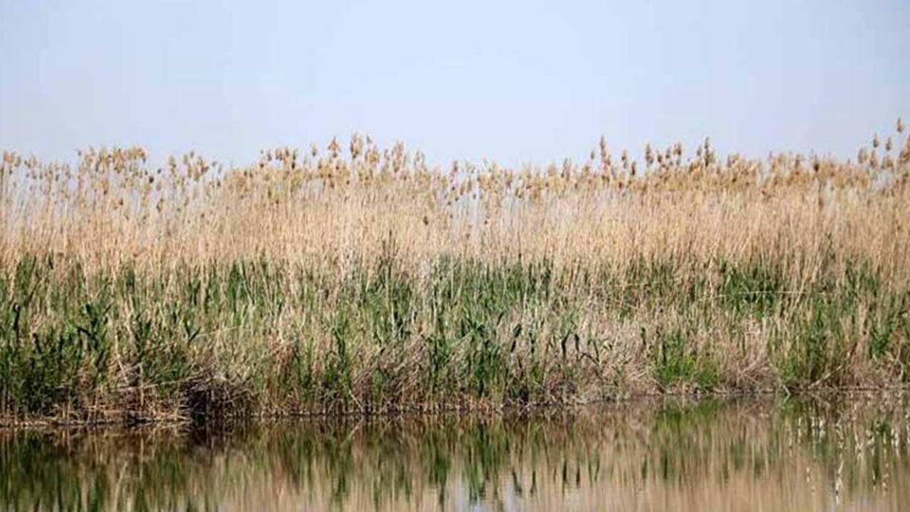 Uzmanlardan kritik uyarı: 'Endemik türleri tehdit ediyor'