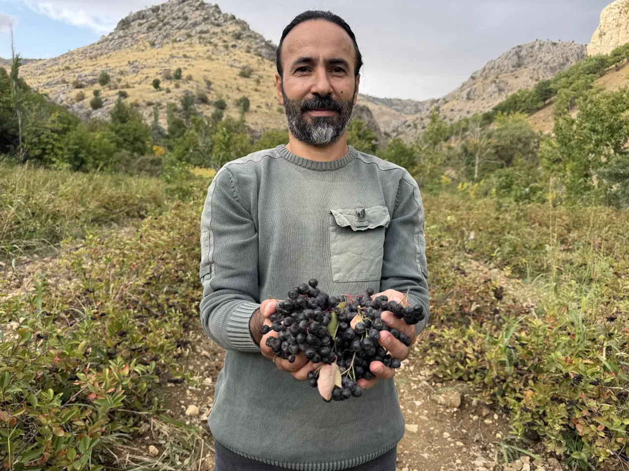 Ekildikten 3 yıl sonra hasat ediliyor: Tarladan sipariş üzerine toplanıyor, kilosu 400 liradan satılıyor!