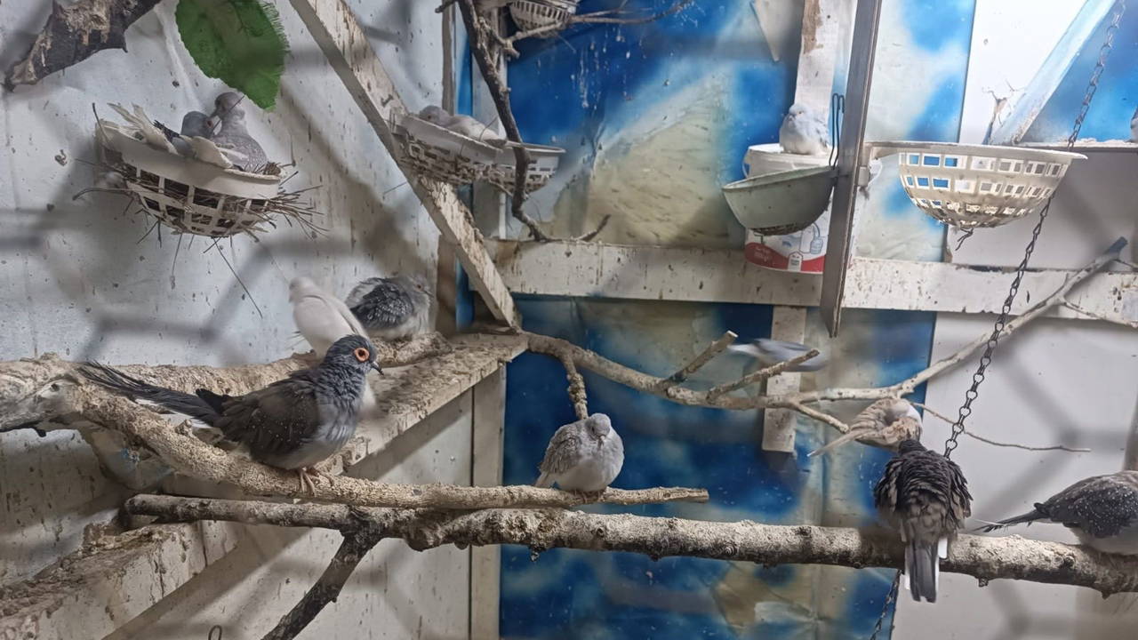 Yasadışı yollarla getirilen 7 papağan ve 45 kumru ele geçirildi