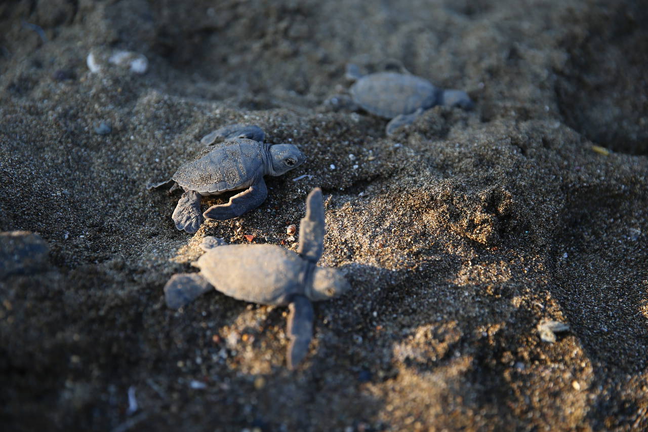 Mersin'de yavru kaplumbağalar denizle buluşuyor