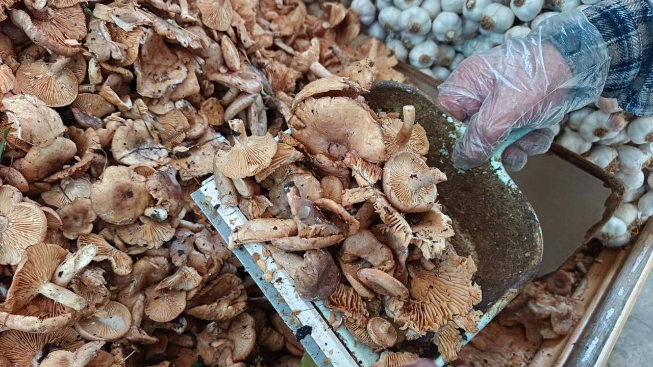 Ordu'da sofraların vazgeçilmezi: Kilosu 250 TL