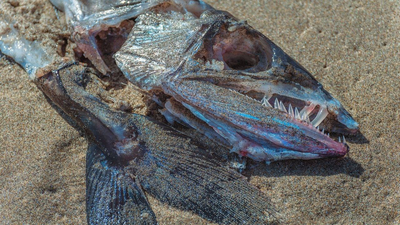 Pestisitlerin balıklara da zararı dokunuyor