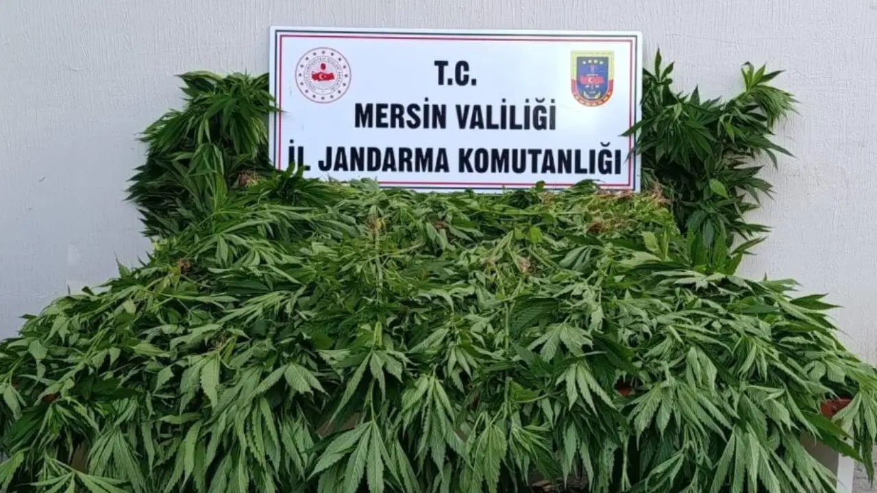 Ormanda kenevir yetiştirenlere suçüstü operasyon: 2 tutuklama