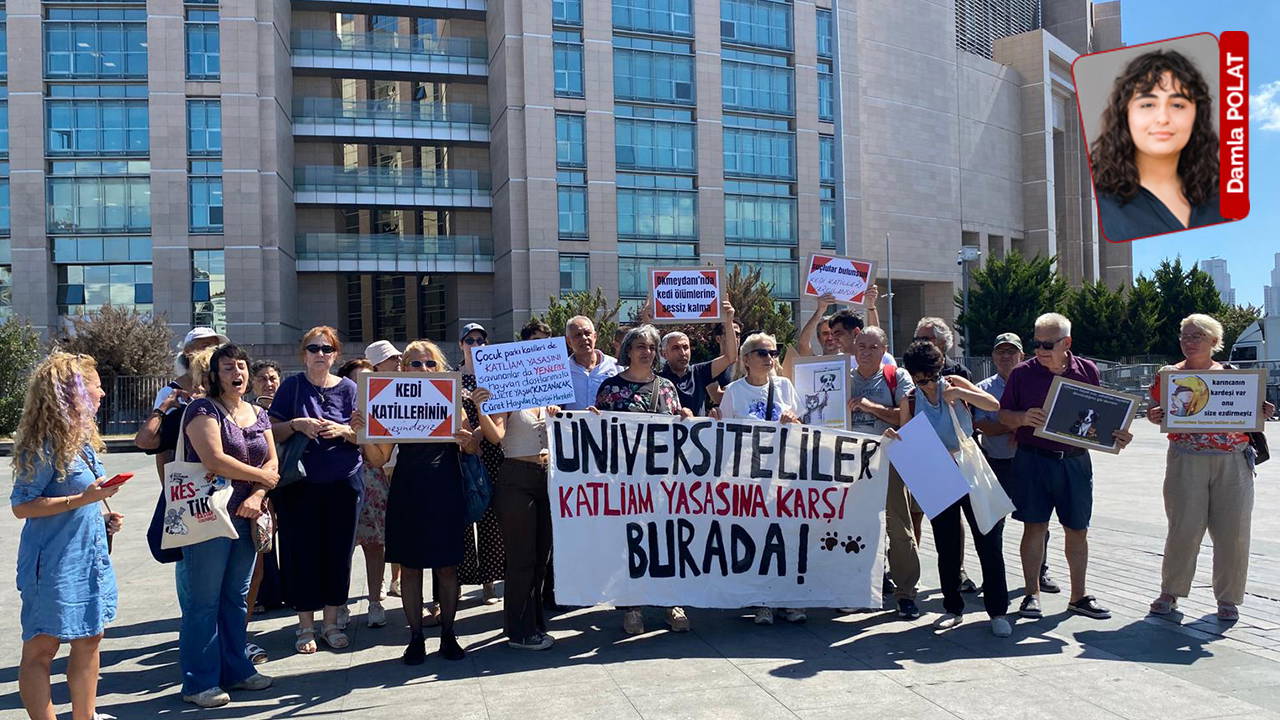 Okmeydanı Anadolu Parkı’nda 9 kedi öldürüldü: 'Bu katliamın hesabını sorun'