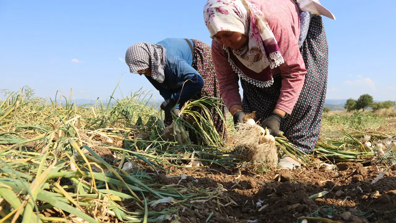 Taşköprü'de zorlu hasat başladı: Güneşin altında bin 200 TL yevmiye ile çalışıyorlar !