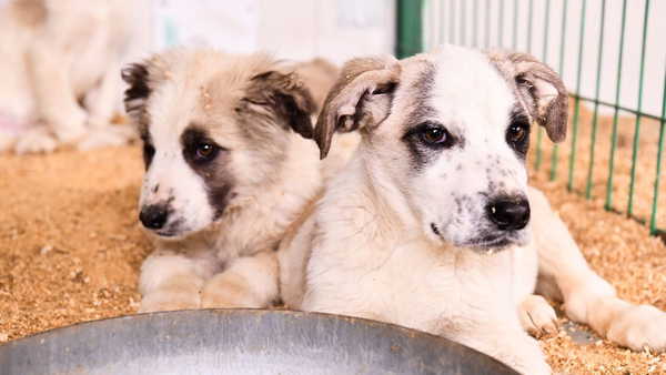 Tepebaşı Belediyesi, sahipsiz hayvanlar için çalışmalarını sürdürüyor: ‘Ben de ailenizin bir parçası olabilir miyim?’
