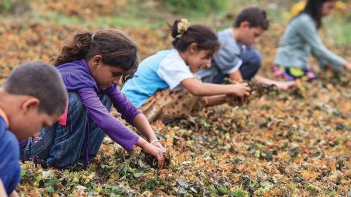 Erdoğan "Niye en az dört çocuk olmasın, beş olmasın?" dedi ama: Bu yıl 72 çocuk iş kazalarında hayatını kaybetti!