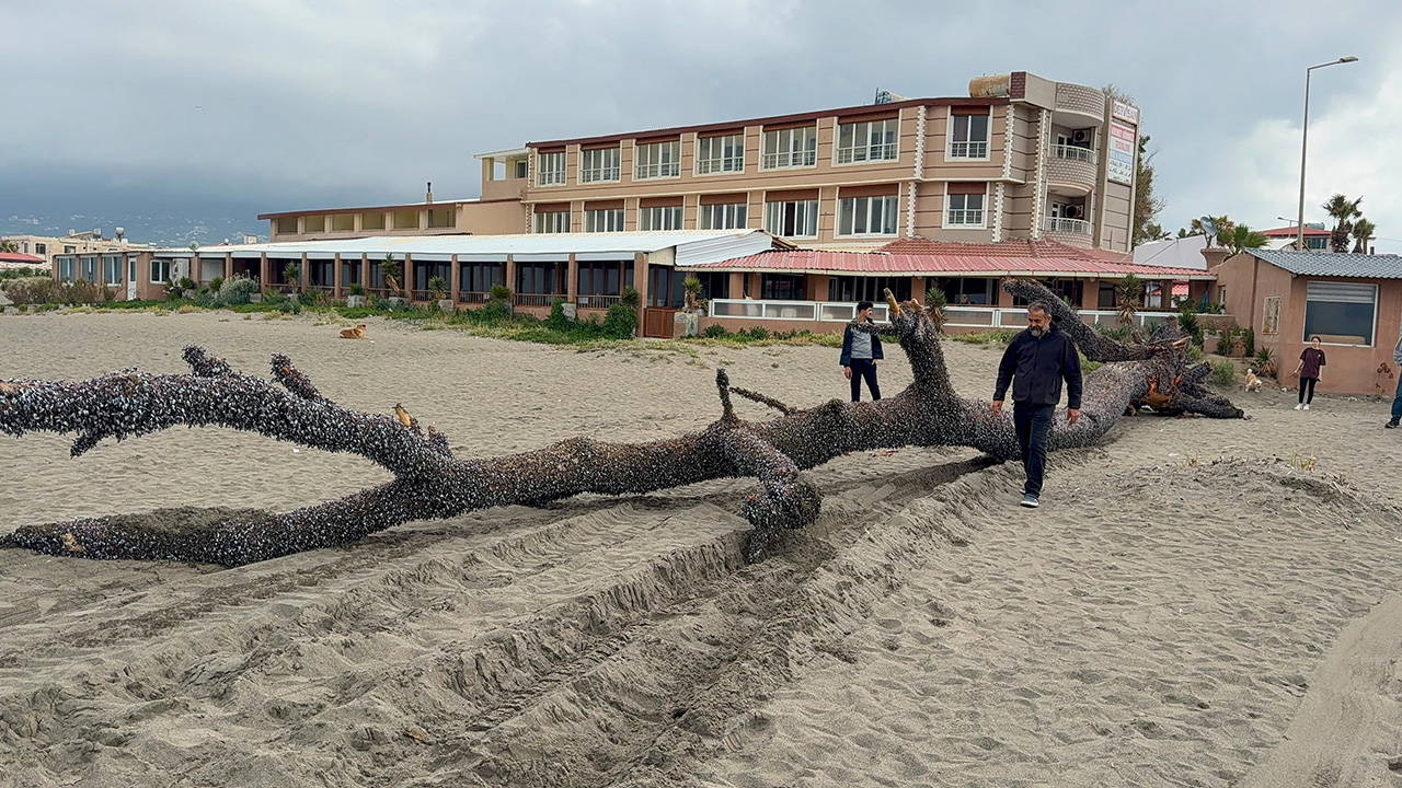 Kıyıya 15 metre uzunluğunda çam ağacı vurdu