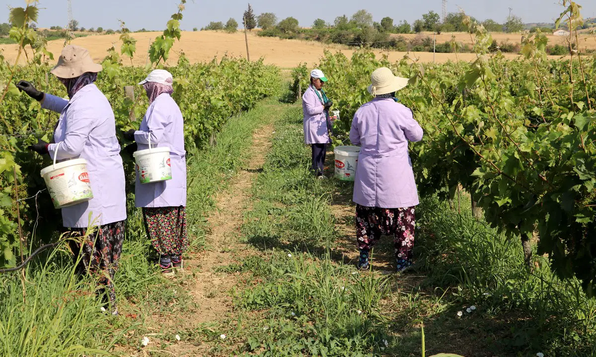 Tekirdağ'da 'kınalı yapıncak' hasadı başladı: 1 ton rekolte bekleniyor...