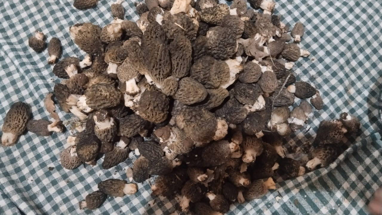 Toros Dağları'nın eteklerinde yetişiyor: Kilosu 1500 TL'ye satılıyor...