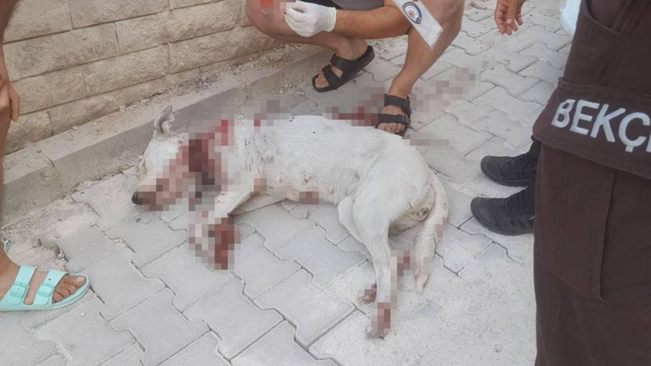 Kan donduran olay… Hamile köpeğe tüfekle saldırdılar!