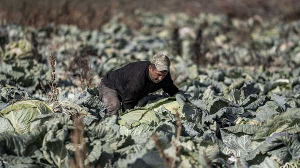 Pasinler Ovası'nda hasat tamamlandı: Tanesi 50 kilo geliyor....