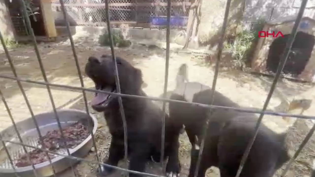 Antalya’da yavru köpeklere işkence iddiası: Kaçak işletmeye binlerce liralık ceza verildi