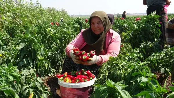 Sel vurdu, 3 kez ekti, pes etmedi: Kilosu 25 liradan yok satıyor