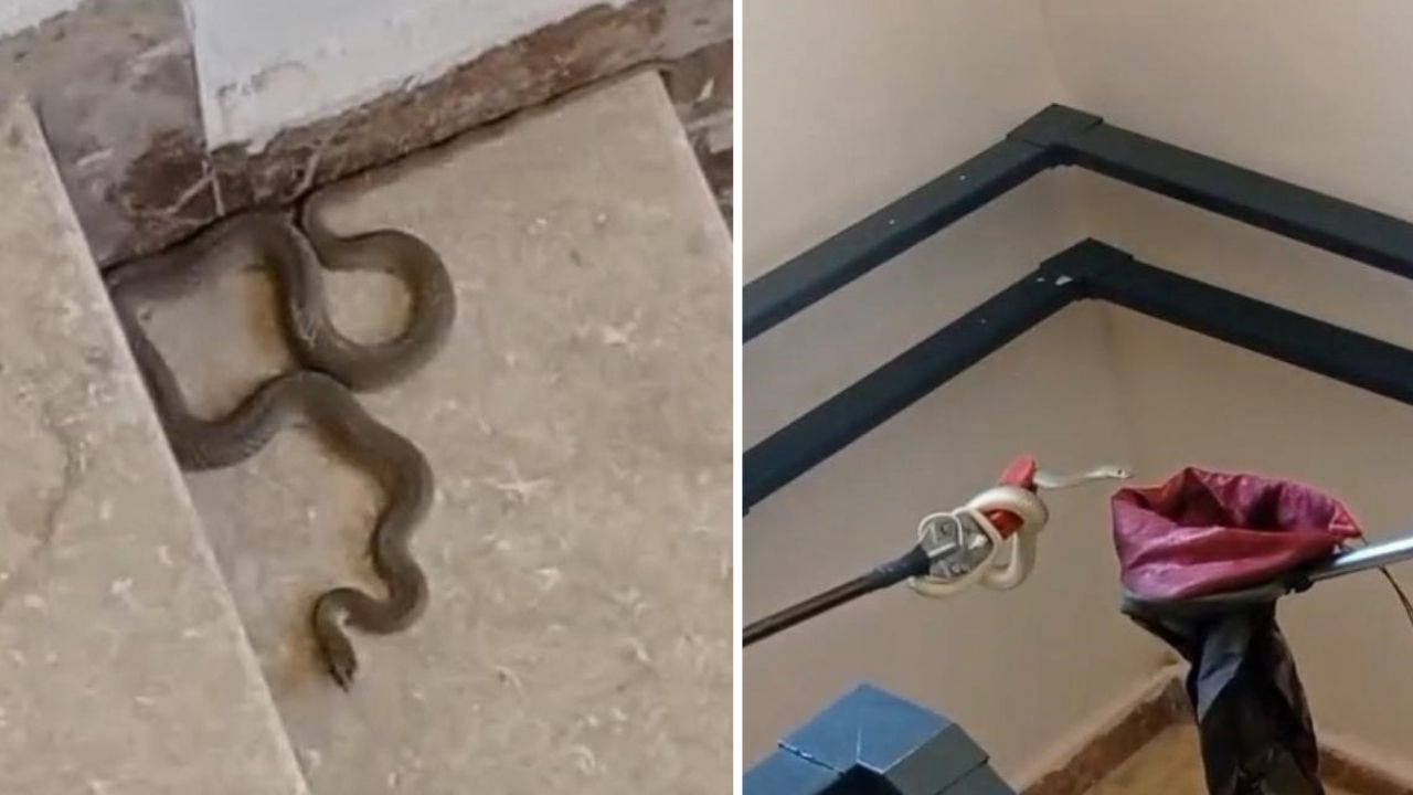 Malatya’da apartmanda yılan paniği! Merdivenlerde görenler t