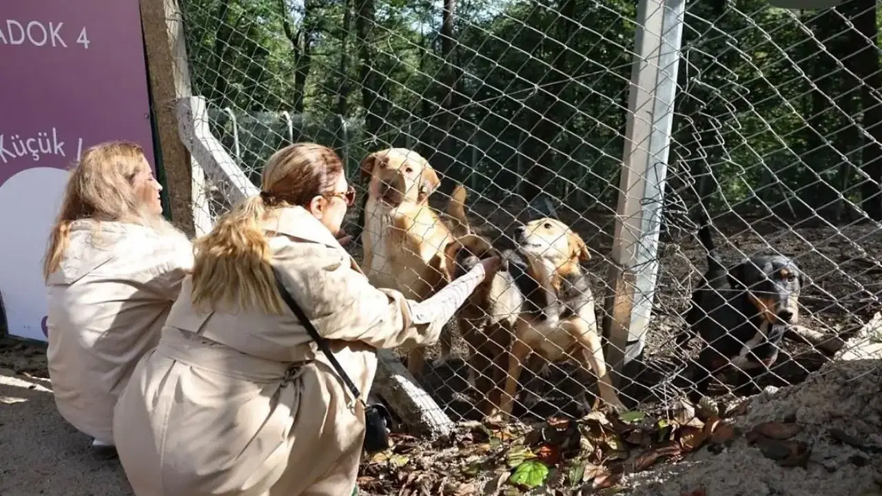 Patiköy kapılarını açtı: 200 can dostuna yeni yuva