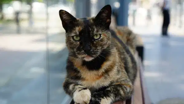 Tramvay durağını mesken tutan kedi, herkesin neşe kaynağı oldu