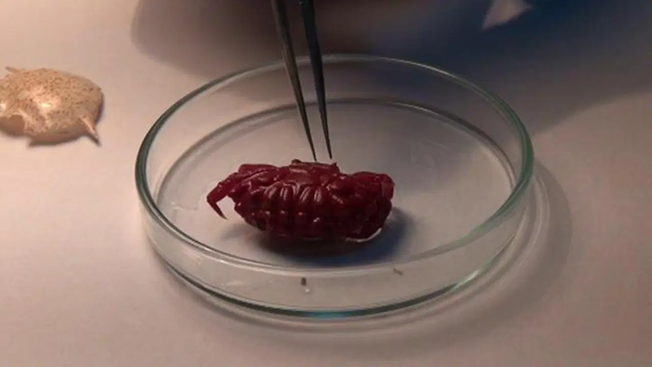 Türkiye kıyılarında ilk kez görüldü: 2 santimetre büyüklüğünde...