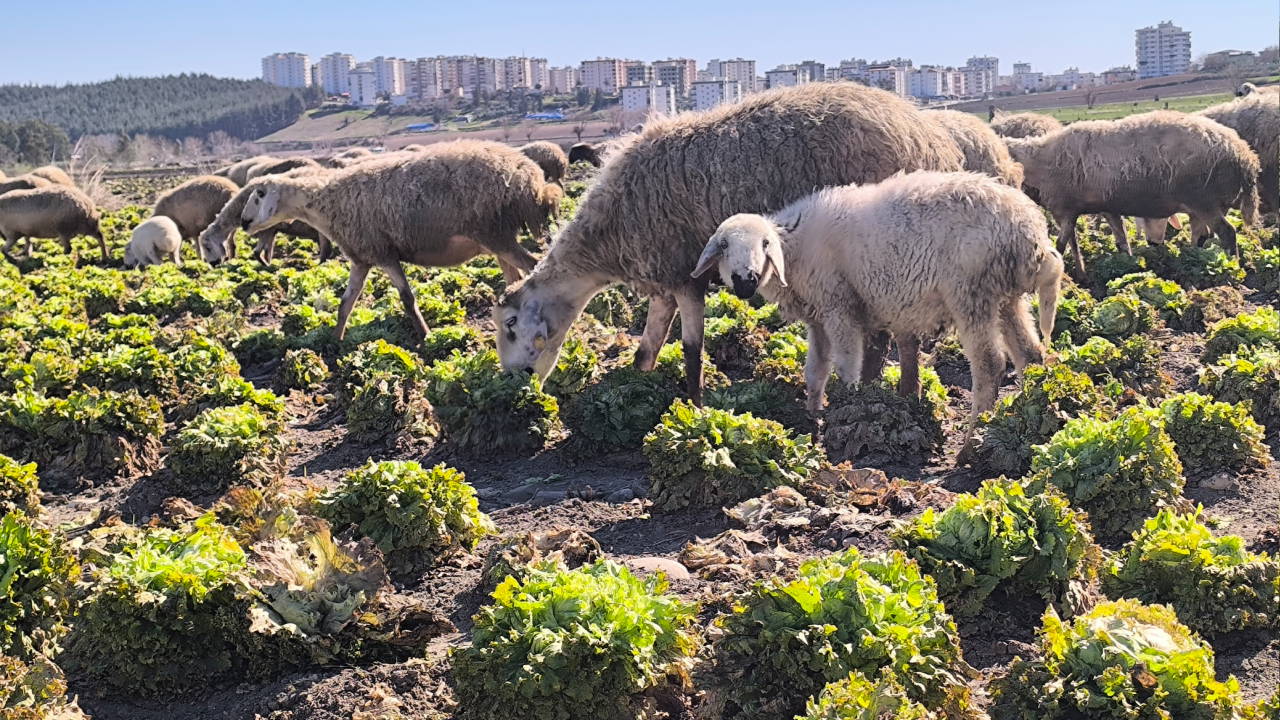 Osmaniyeli çiftçinin satılmayan marulları tarlada hayvanlara yem oldu