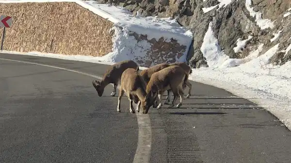 Dağ keçileri Vauk Dağı eteklerinde otlanırken görüldü