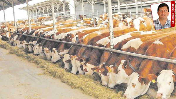 ‘Ben ithal edeceğim, sen bakacaksın, benim istediğim fiyattan yine bana vereceksin’ dediler: Üreticiyi kızdıran şart!