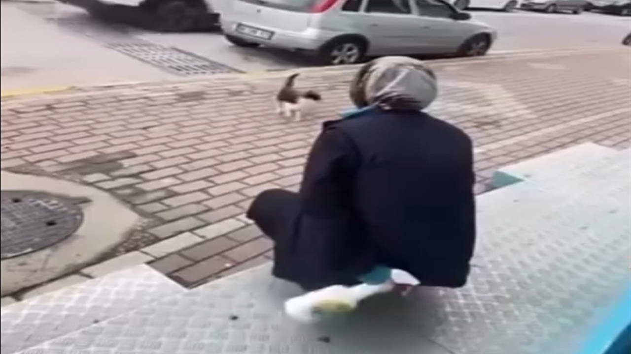 Kedinin yüzüne yağ çözücü sprey sıkmıştı: Market çalışanı serbest bırakıldı