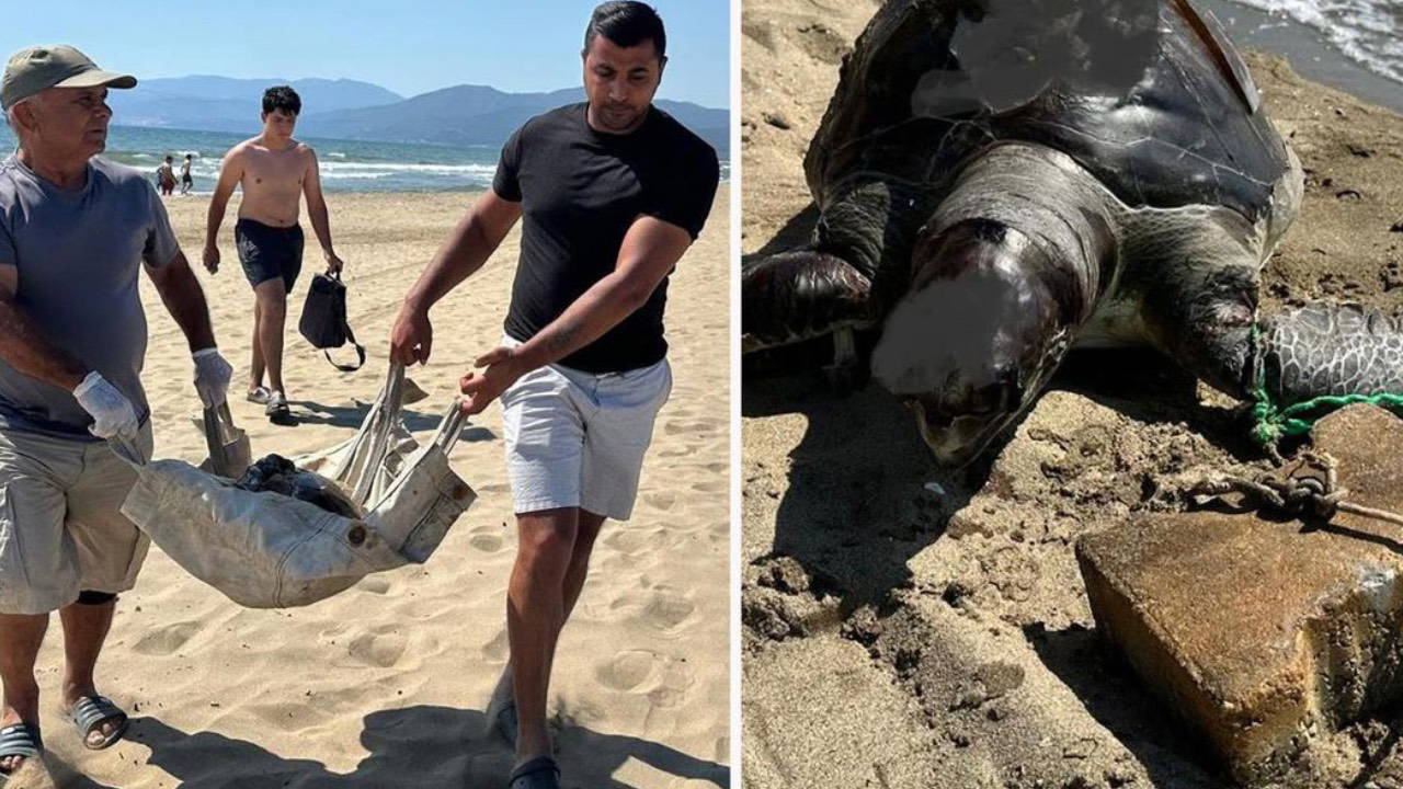 İzmir'de Üzücü Olay: Yüzgecine Taş Bağlanan Caretta Caretta Ölü Bulundu