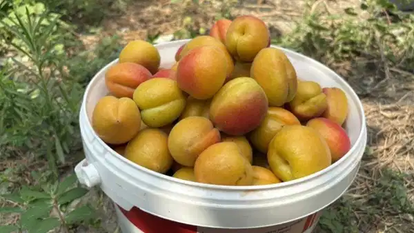 "Orange Ruby" meyvesinden ağaç başına 250 ila 300 kilogram verim elde ediyor