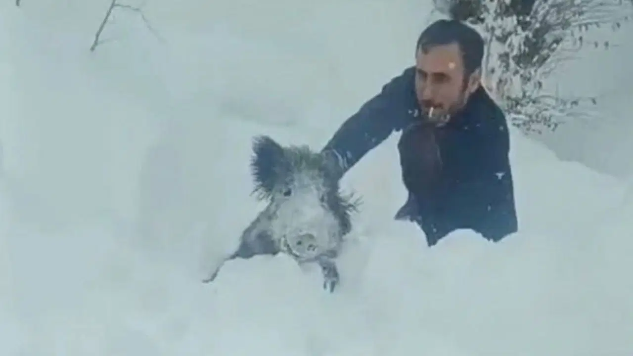 Sinop'ta domuzu eliyle yakalayan kişiye kesilen ceza iptal oldu