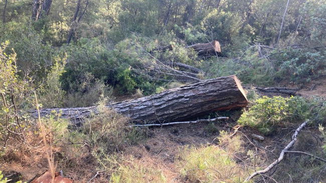 'Bu göz göre göre ülkeyi yerle bir etmektir'