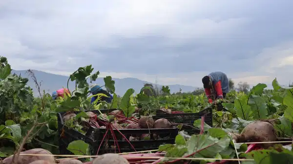  İzmir'in bereketli topraklarında ‘Kırmızı elmas' mesaisi başladı: