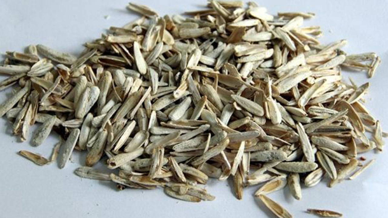 Yere attıkları çekirdekleri toplayıp, para cezası ödediler!