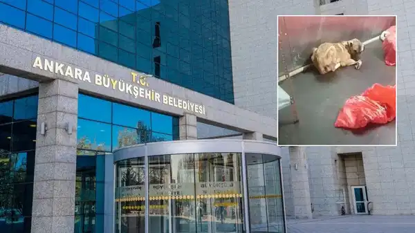 Görüntüler tepki çekmişti: ABB’den Karataş Hayvan Barınağı'na videolu açıklama