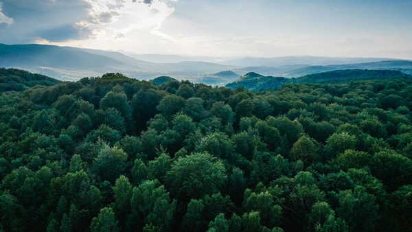 Dünya için esin kaynağı öyküler: 'Ormanı anlamadan koruyamayız'