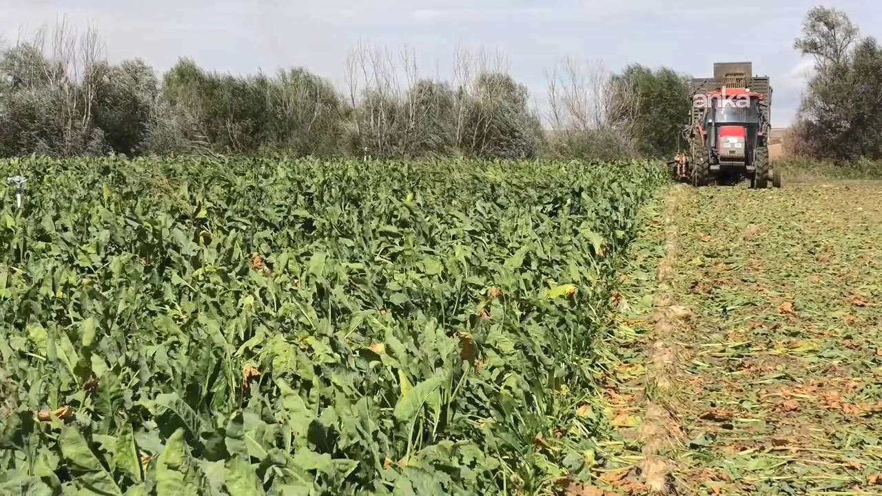 Şeker pancarının alım fiyatı ton başına 3 bin 720 TL olarak açıklandı