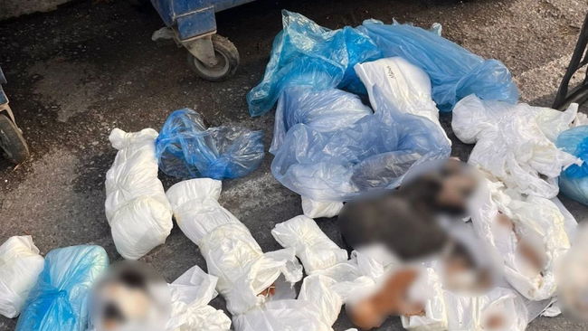 İzmir'de 33 kedi ölü bulunmuştu
