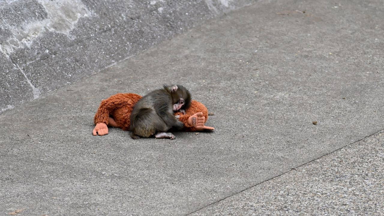 Annesinin terk ettiği bir maymunun öğrettikleri